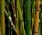 Bamboo - A lovely image to enhance your desktop.