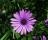 Daisy Flower Screensaver - Daisy Flower Screensaver will provide users with a slideshow featuring the most beautiful Daisy pictures