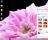 Fantastic Flowers Theme - Fantastic Flowers Theme enables users to rotate their desktop wallpaper on a regular basis