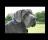Great Dane Owners Forum Screensaver - With Great Dane Owners Forum Screensaver you can enjoy high quality images on your desktop.
