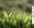 Macro Grass - This is the image Macro Grass has to offer.