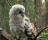 Owl Screensaver4 - Owl Screensaver4 will display several amazing species of owls on your desktop