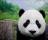 Panda - A cute panda for your desktop.