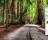 Road Forest - Go for a walk in the woods with this theme.