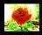 Rose Screensaver1 - The Rose Screensaver1 displaying a magnificent red rose on your desktop, that you can admire for as long as you like