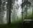 Softpedia Wallpaper Pack 7 - Enjoy the amazing photos of a silent and calm forest with the new Softpedia wallpaper