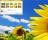 Sunflower Windows 7 Theme - Sunflower Windows 7 Theme will help you quickly and easily change the mood of your desktop to a more sunny, blissful experience