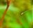 Water Drop - This is the image Water Drop will use for your desktop.