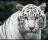White Tiger - A white tiger just for your desktop.