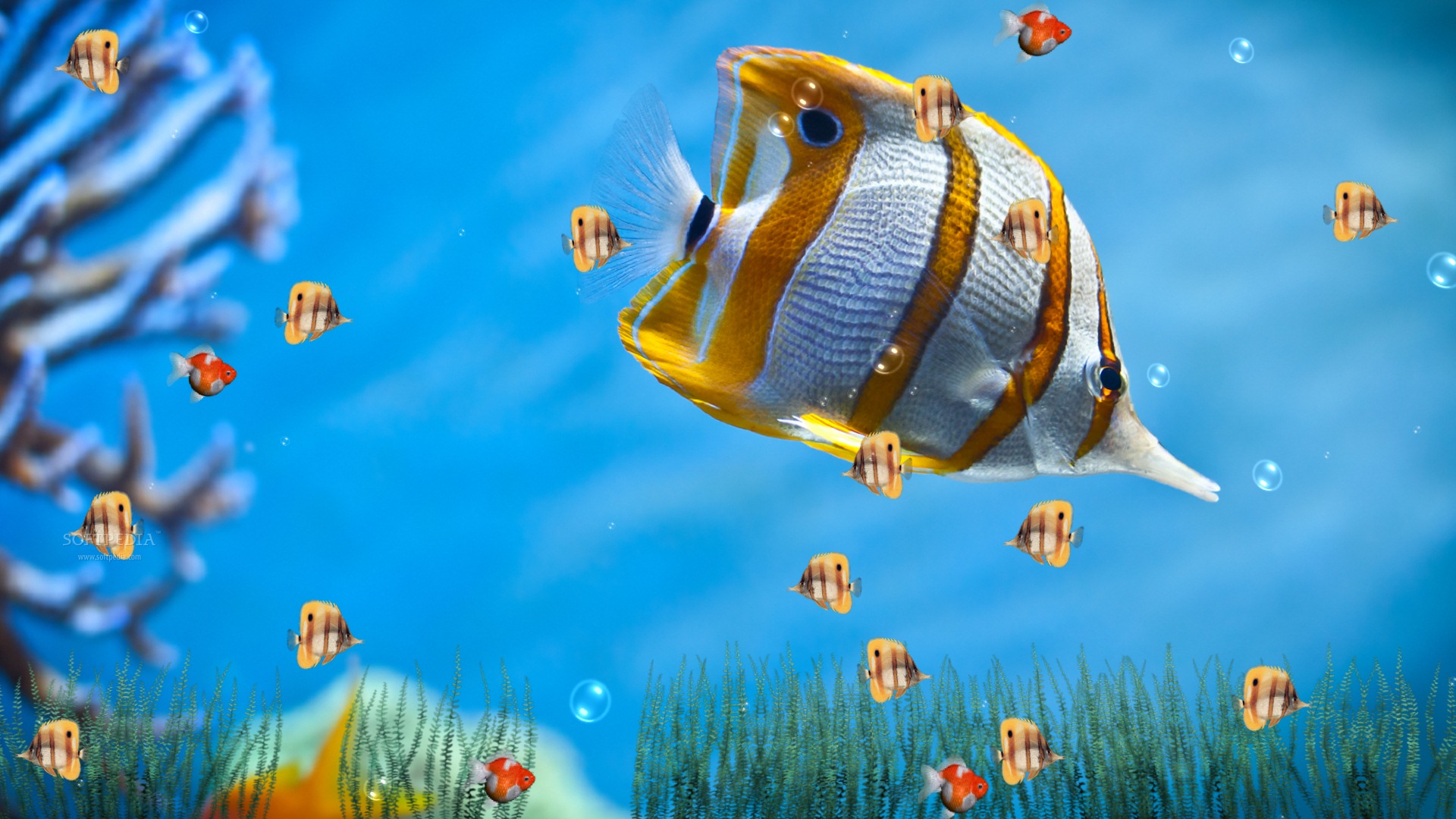 free download marine aquarium screensaver full version