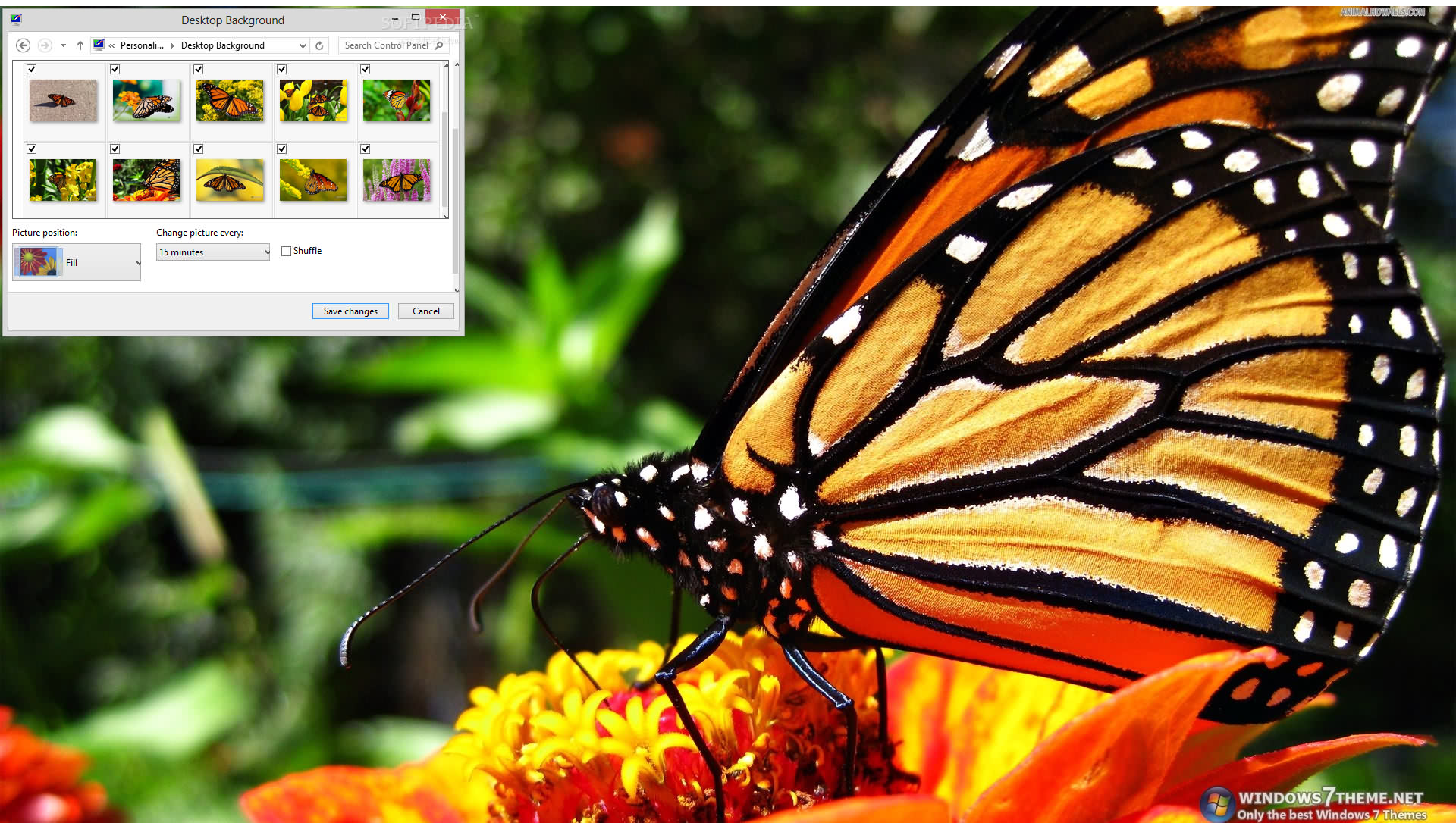 Download Monarch Butterfly Windows 7 Theme 