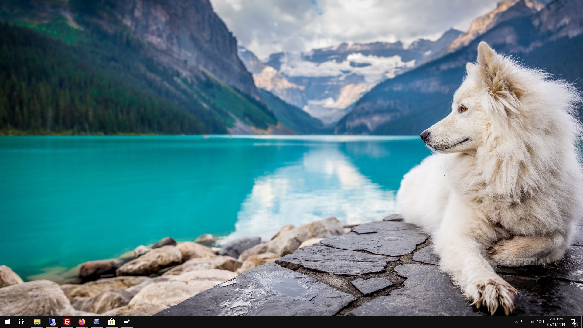 Dog Wallpapers  Top 65 Best Dogs Backgrounds Download
