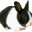 Bunny Web Browser icon