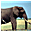 ElephantHunt icon