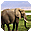 Elephants Free Screensaver icon