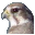 Falco Icon Studio icon