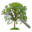 Family Tree Analyzer icon