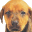 German Shepherd Screensaver icon