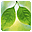 Green Foliage Free Screensaver