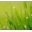 Green World Windows 7 Theme icon