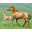 Horses Windows 7 Theme