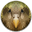 Kakapo icon