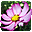 Nice Flowers Free Screensaver icon