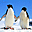 Polar Wildlife Free Screensaver icon