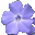 Violets Screensaver icon