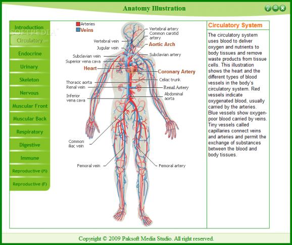 Anatomy Illustrator screenshot