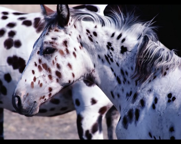 Appaloosa Horse Screensavers screenshot
