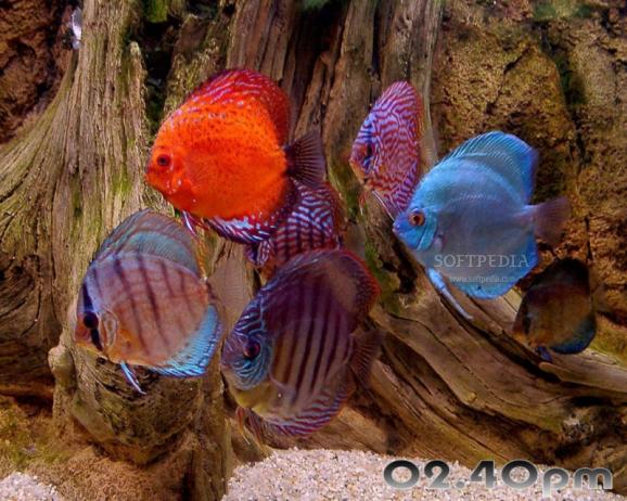 Aquarium Fishes Free Screensaver screenshot