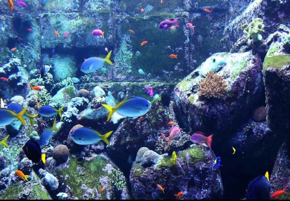 Aquarium Screensaver screenshot