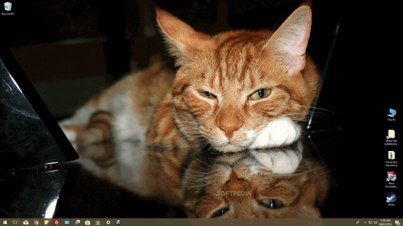 Cats Everywhere for Windows 10 screenshot