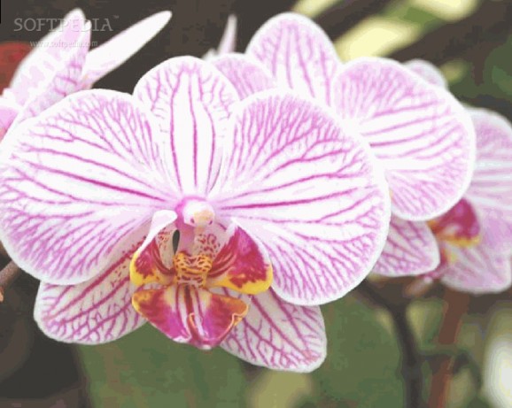 Conservatory Of Flowers Orchid Screensaver screenshot