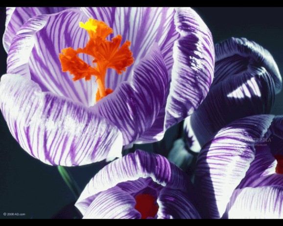 Exotic Flowers screenshot