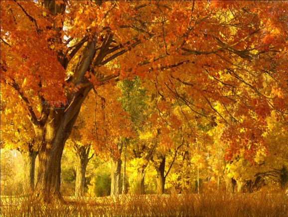 Fall Season Animated Wallpaper screenshot