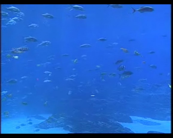 Live Aquariums Screen Saver screenshot