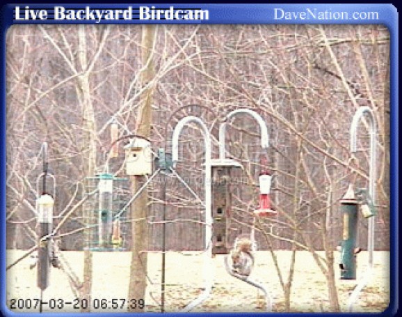 Live Backyard Birdcam screenshot