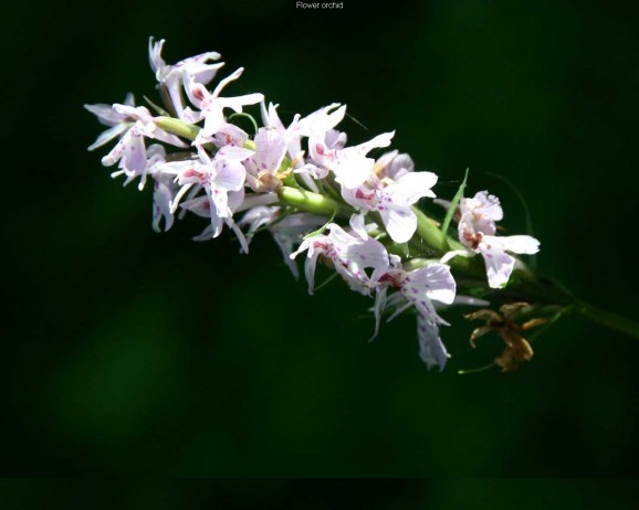 Orchid Screensaver screenshot