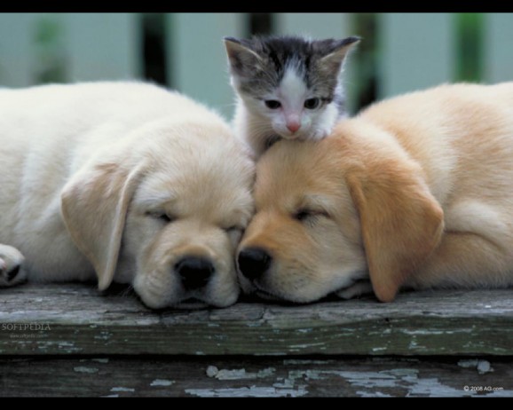 Puppies and Kittens screenshot