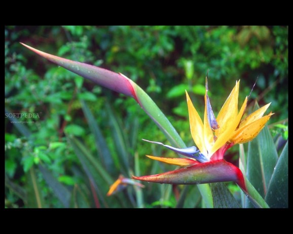 Flowers Cape Town screenshot