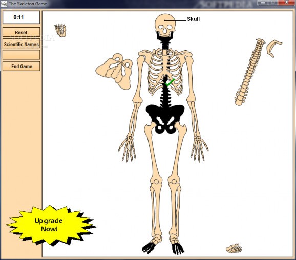 Skeleton Constructor screenshot