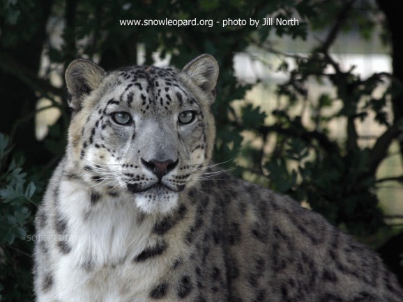 Snow Leopard Screensaver screenshot