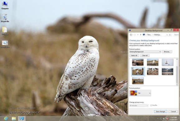 Snowy Owls Theme screenshot