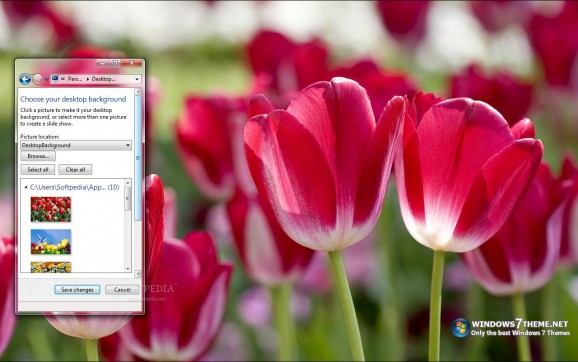 Tulips Windows 7 Theme screenshot