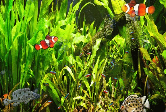 VemQueTem Fish Aquarium Screensaver screenshot