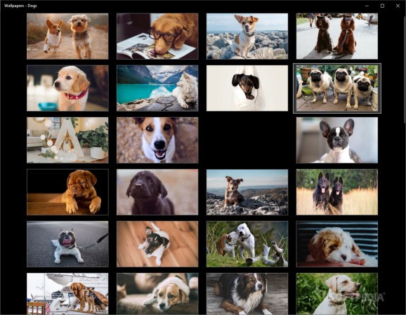 Wallpapers - Dogs screenshot